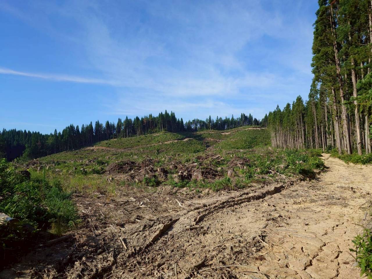 Luontoの森の風景 1