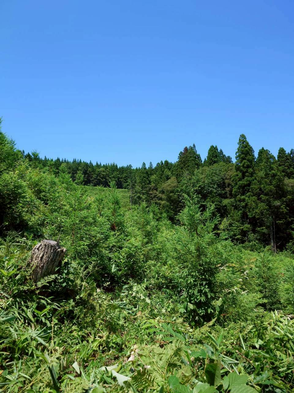 Luontoの森の風景 2
