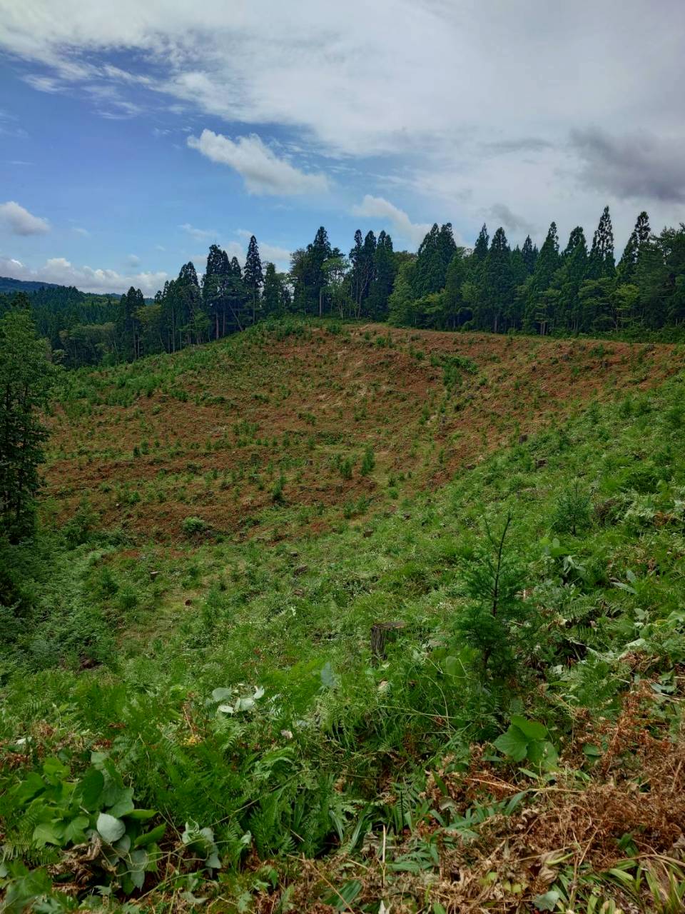 Luontoの森の風景 3